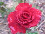 Amadeus ® rose photo
