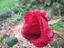 Amadeus ® rose photo