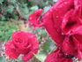 Amadeus ® rose photo