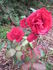Amadeus ® rose photo