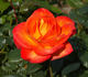 Bolchoï rose photo