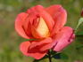 Shanty rose photo