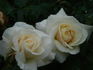 Avalanche rose photo