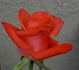 Orange Passion ™ rose photo