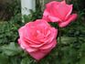 Grandma's Blessing rose photo