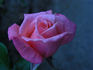 Emma May rose photo