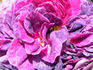 Cosimo Ridolfi rose photo
