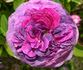 Cosimo Ridolfi rose photo
