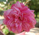 Comtesse Festetics Hamilton rose photo
