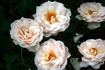 Shirley Jean rose photo