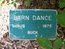 Barn Dance rose photo