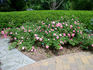 Barn Dance rose photo