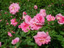 Barn Dance rose photo