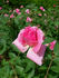 Barn Dance rose photo