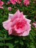 Barn Dance rose photo