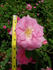 Barn Dance rose photo