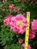 Barn Dance rose photo