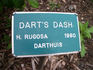 Dart's Dash rose photo