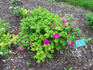 Dart's Dash rose photo