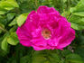 Dart's Dash rose photo
