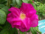Dart's Dash rose photo