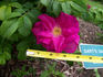 Dart's Dash rose photo
