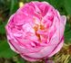 Jeanne de Montfort rose photo