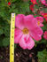 Summer Wind rose photo