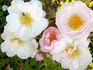 Daisy Hill rose photo