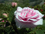 König von Dänemark rose photo