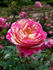 Fiesta rose photo