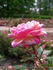 Fiesta rose photo