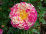Fiesta rose photo