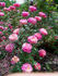 Fiesta rose photo