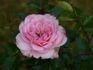 06-10-03 rose photo