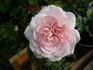 06-10-03 rose photo