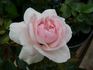 06-10-03 rose photo