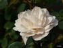 Cumulus rose photo