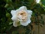 Cumulus rose photo