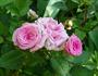 Esprit Kordana rose photo