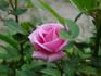 Esprit Kordana rose photo