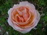 Altesse ® rose photo