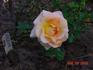 Meredith Bohls rose photo