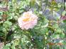 Meredith Bohls rose photo