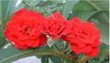 Sorcerer ™ rose photo