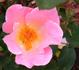 Dainty Maid rose photo