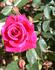 Gentleman's Agreement rose photo