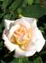 Sis rose photo
