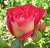Luscious rose photo