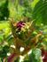 Crested Damask rose photo